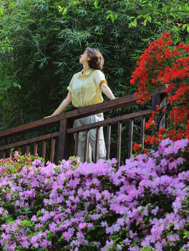 臨平公園五彩杜鵑花開，真的是太美啦吧