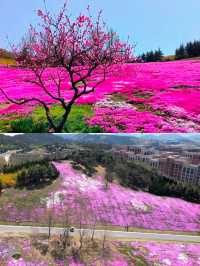 在大連，有一處宛如仙境的地方——英歌石植物園