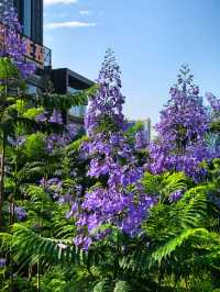 國華街上藍花楹