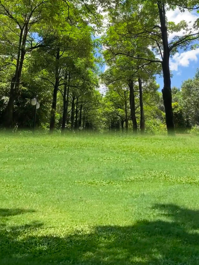 深圳！不要錢！城市中心公園天花板！！