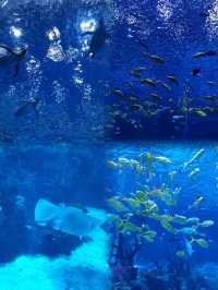 「上海海昌海洋公園」～遛娃聖地！！！