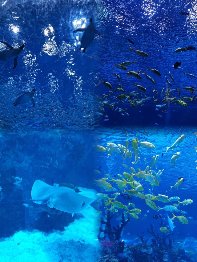 「上海海昌海洋公園」～遛娃聖地！！！