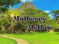คาเฟ่สายธรรมชาติต้อง mulberry mellow