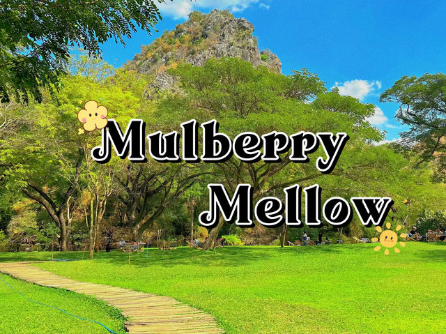 คาเฟ่สายธรรมชาติต้อง mulberry mellow