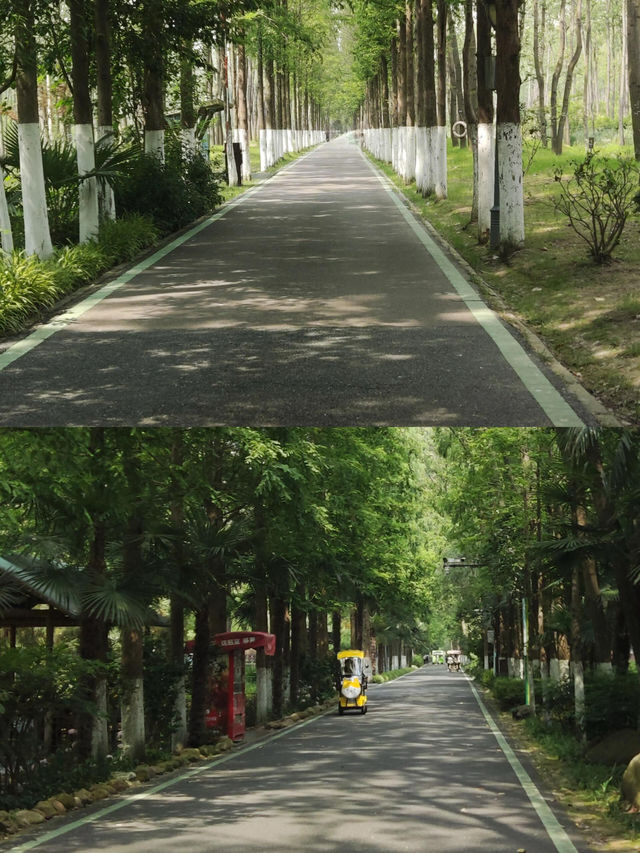 無盡夏已開合肥人有屬於自己的綠野仙蹤