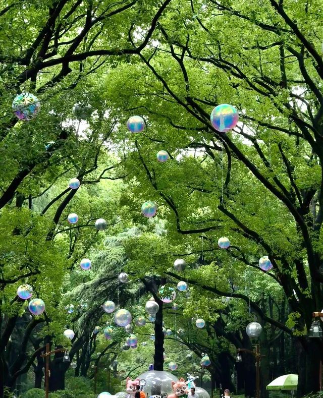 雨後共青森林公園