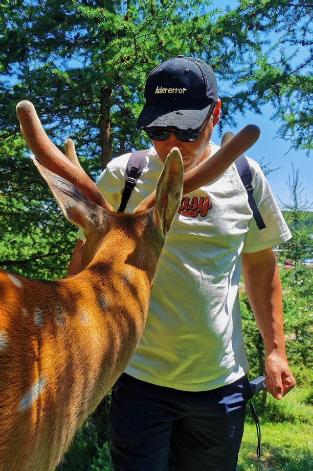林深時見鹿 甘肅蘭州附近的高山鹿場與梅花親密接觸