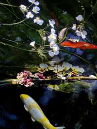 豐澤植物園，解鎖自然與文藝的完美邂逅