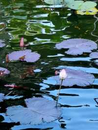 嶺南四大名園——番禺餘蔭山房，夏日避暑好去處！！