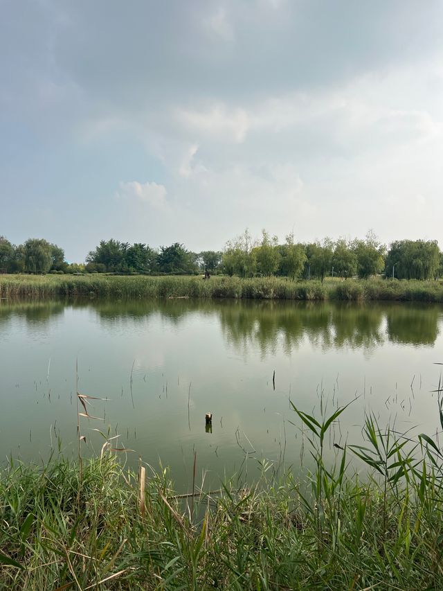 來東營，明月湖國家濕地公園真的不要錯過