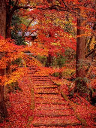 Hokkaido's autumn leaves are a sight to behold. Visit Japan's most beautiful autumn destinations.