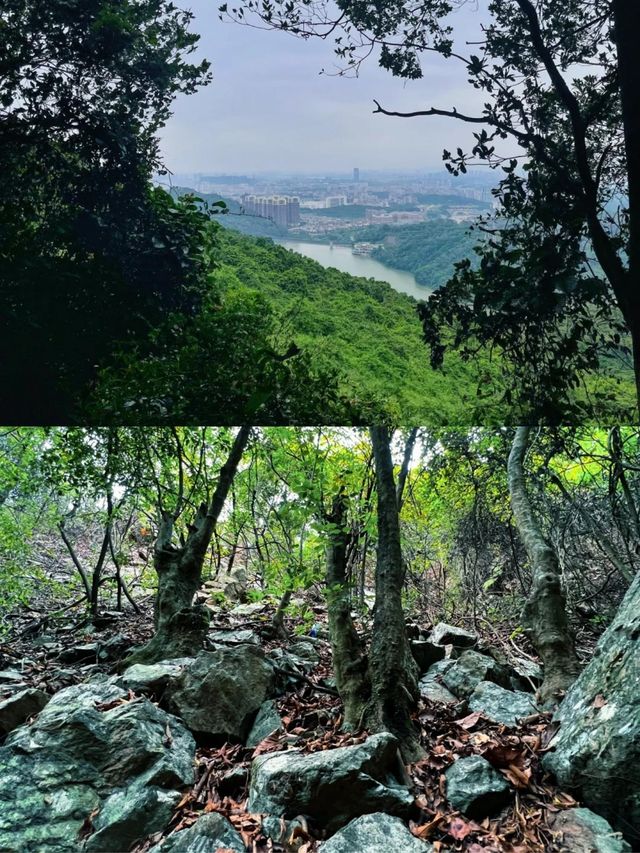 東莞|呢個森林公園好適合避暑溯溪,出相都好靚。