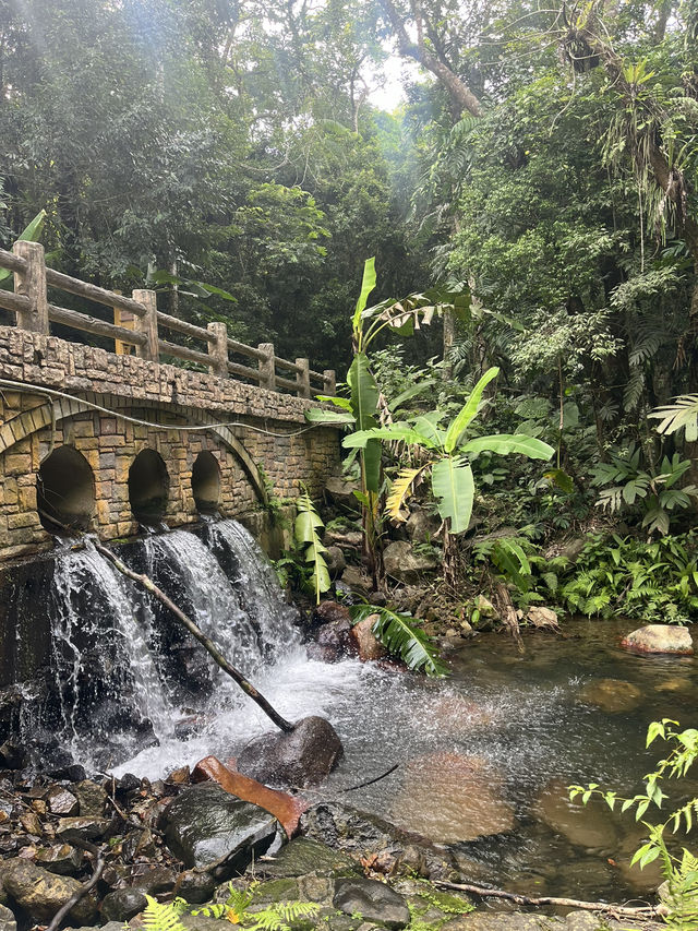 Rainforest Wonders 💚