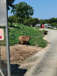 秦嶺野生動物園。