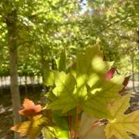 Autumn Beauty Lives in leaves