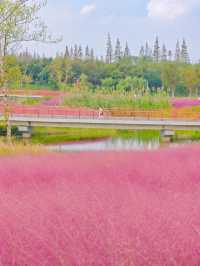 上海秋日限定濱江公園粉黛子草海賞花攻略。