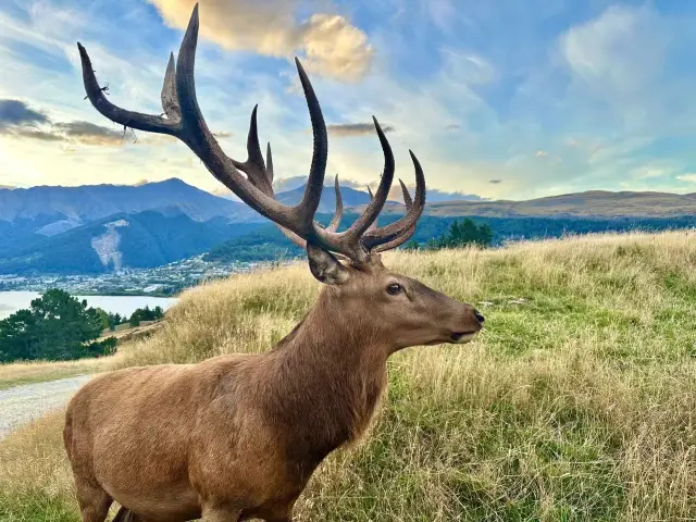 人生建議！一定要在春夏去一次新西蘭。