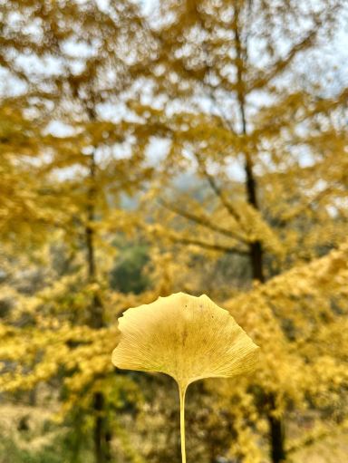 Where to go on weekends 037｜See the century-old ginkgo trees in Tongzi'ao