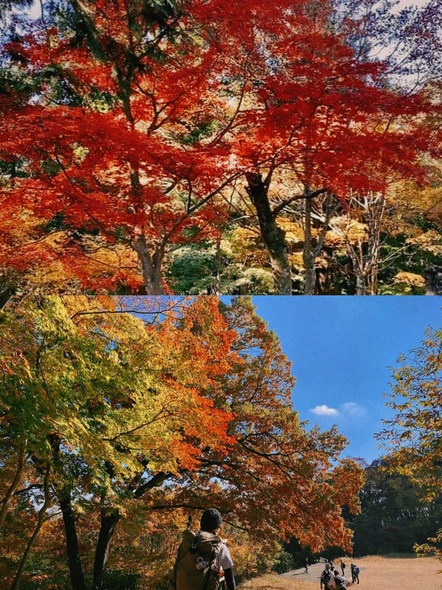 東京賞楓圖鑑：御岳山。