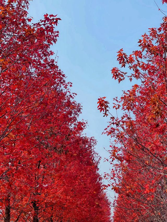 免費賞楓！蘇州絕美紅楓大道已上線！。