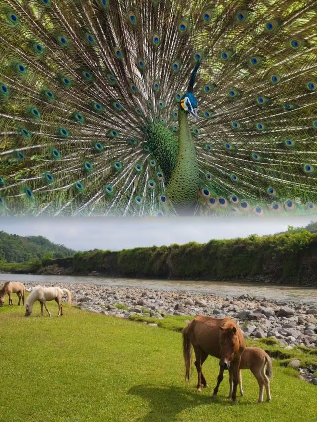 遇見夢幻仙境！瑪格朗普瑞阿斯里酒店及度假村，我的旅行心頭好。