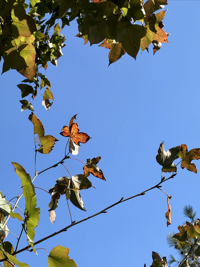 蘇州天平山賞楓-11月23日-無濾鏡。