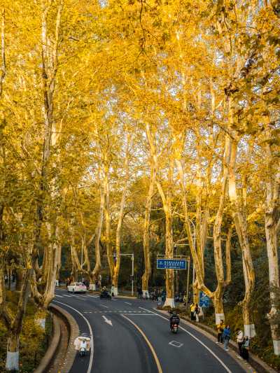 Plane Tree