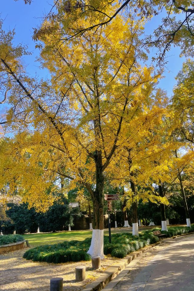 鐘山風景名勝區：燕雀湖，南京的秋日童話。