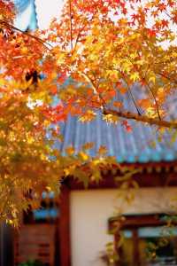 金陵小城的葉子紅了。