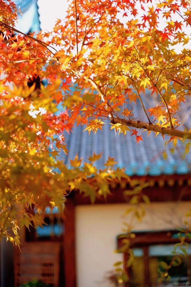 金陵小城的葉子紅了。