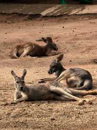 廣州動物園的小動物們你們都看了嗎