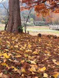 冬日一抹暖色，花溪紅樹林的季節邀約