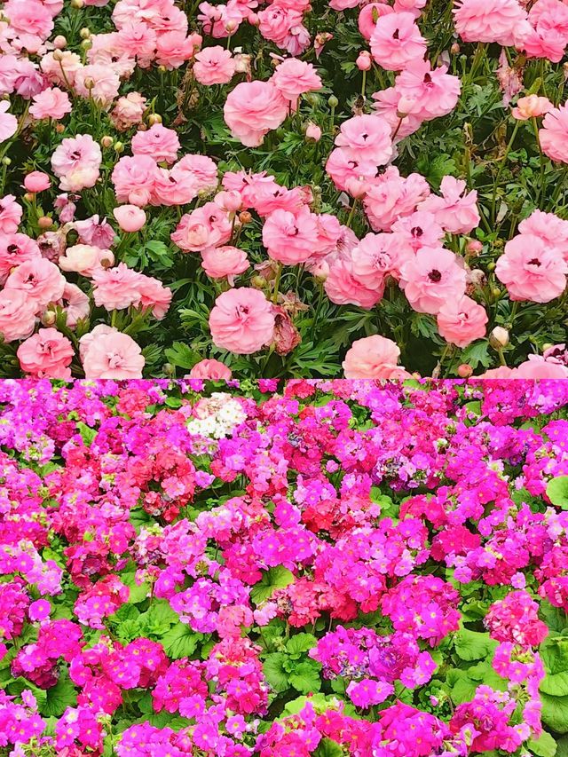 蜀南花海：夢幻之旅等你探索！