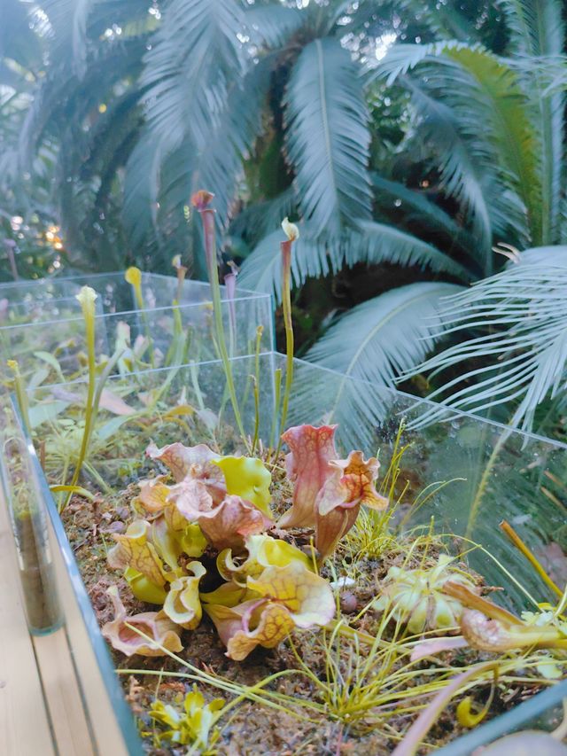 冬季裡寂寞的植物