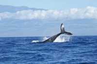 Whale Watching in Mirissa, Sri Lanka