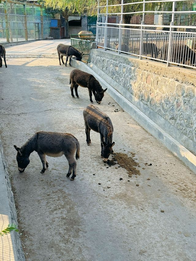 冬季反向遊 | 來洛陽動物園與動物親密互動（附攻略）