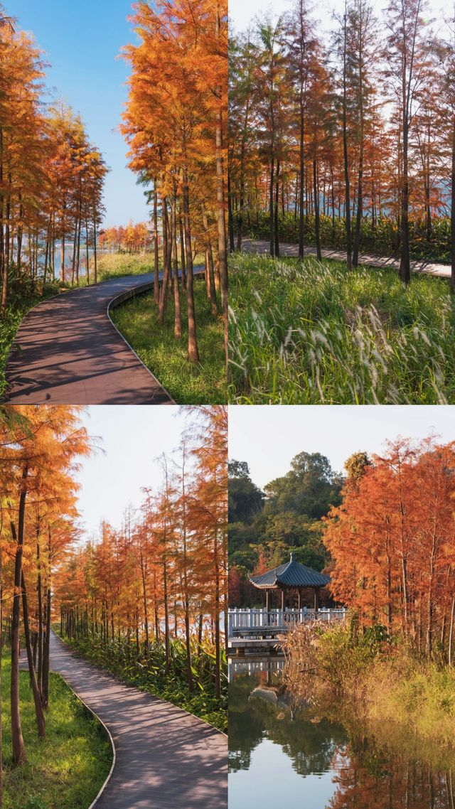 午後的荔湖公園已經被染成了焦糖色！