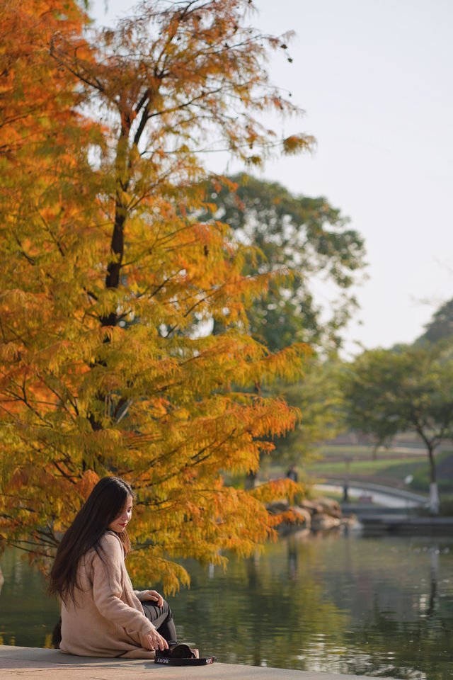 佛山千燈湖公園｜落羽杉真的美爆了