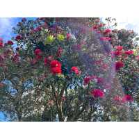 Discover the Hidden Gem of Auckland: The Botanic Gardens