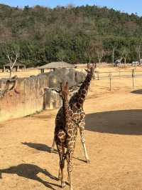 杭州野生動物園親測攻略