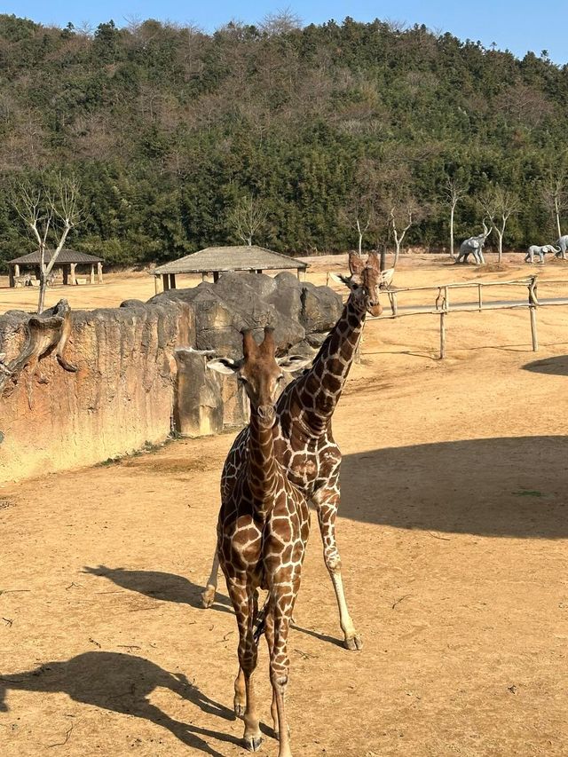杭州野生動物園親測攻略