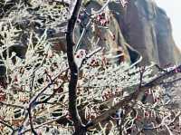 嶗山巨峰霧凇|青島冬日限定仙境