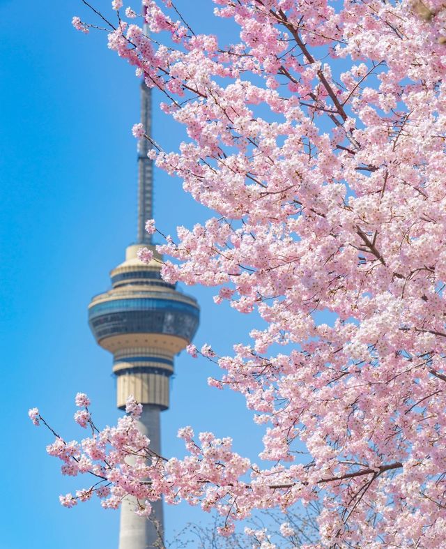 2025北京三月踏春|開花日期&機位|別錯過