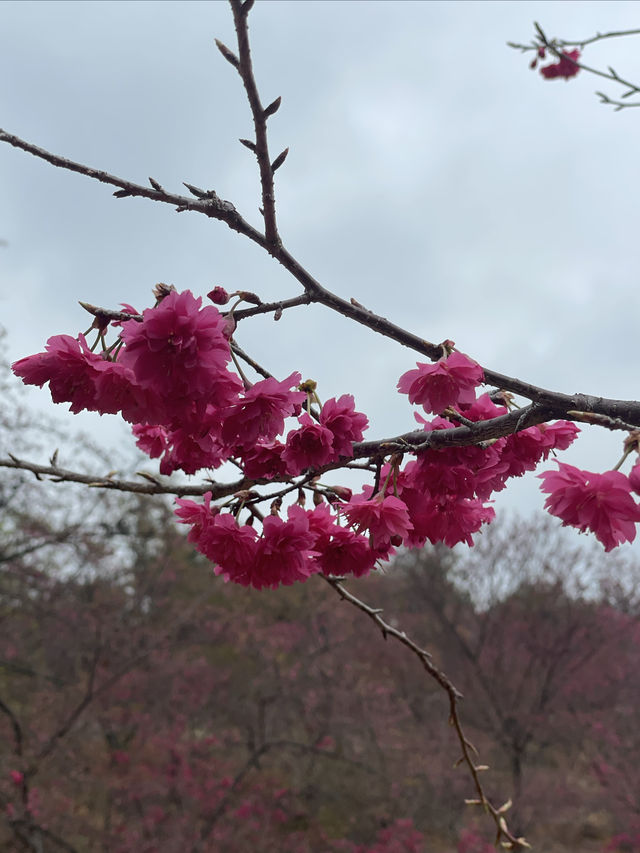 春色緋紅