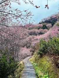 【賣花漁村】我在徽州私藏的初春仙境找到啦