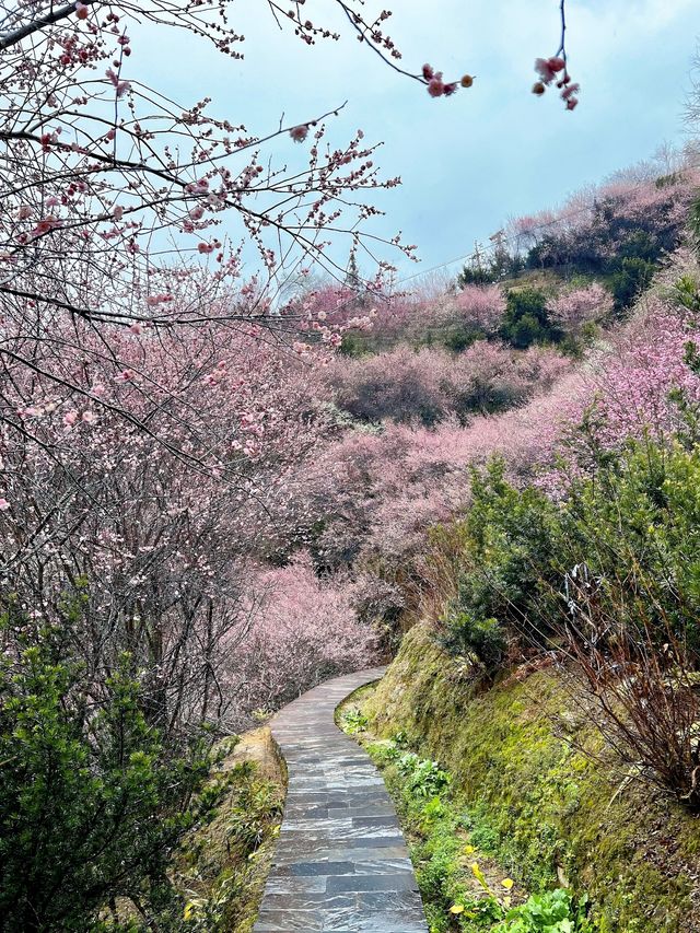 【賣花漁村】我在徽州私藏的初春仙境找到啦