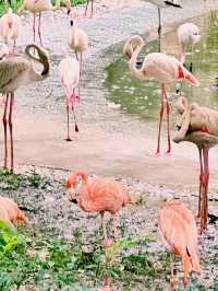 動物們的「森林派對」就在大連森林動物園等你加入