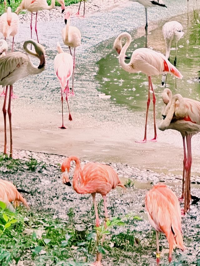 動物們的「森林派對」就在大連森林動物園等你加入