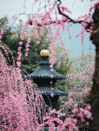 普安禪寺｜在溫州，我找到1300年前的春天