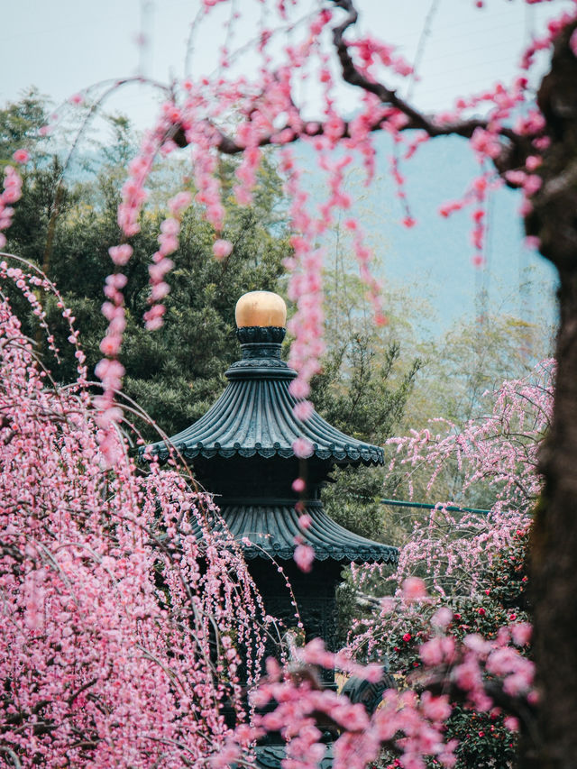 普安禪寺｜在溫州，我找到1300年前的春天